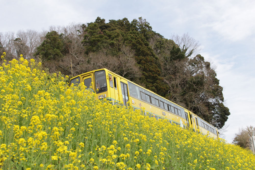 夷隅黄色列車
