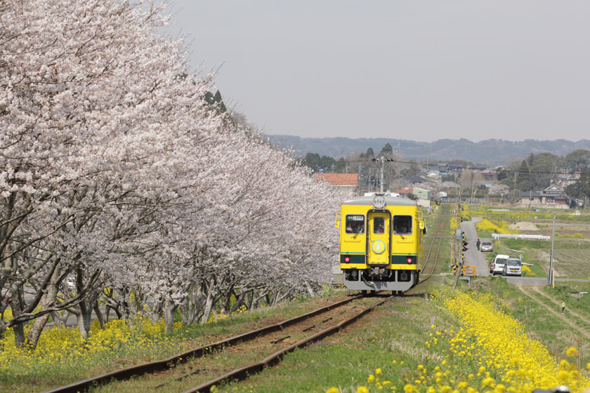 桜並木夷隅鉄道菜の花